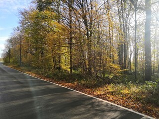 Road next to a forest.