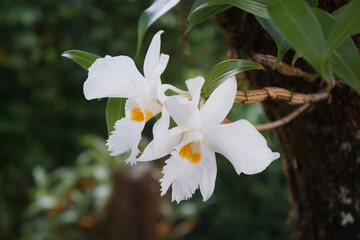 White wild orchid on nature. Dendrobium infundibulum.