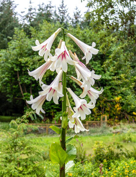 Blooming Cardiocrinum. Giant lily in the garden. 