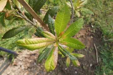 Green Prunus mume Siebold and Zucc leaves. Chinese plum, Japanese apricot, Mume.