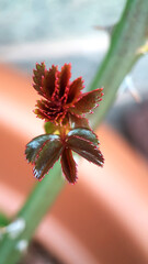 Rose leaves spring garden 