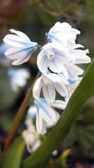 Spring hyacinth garden
