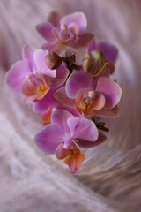 Naklejka na ściany i meble Beautiful background with orchids - Phalaenopsis orchids