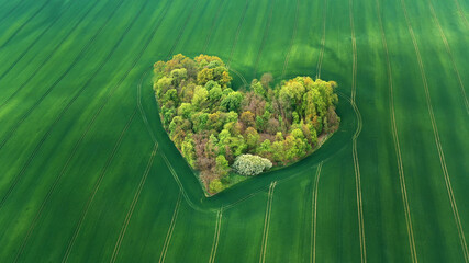 Heart shaped small forest in the middle of the green field. Aerial . High quality photo