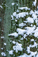 Winterlandschaft: Schnee an Bäumen, Zweigen