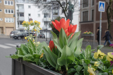 Fototapeta na wymiar Blumenkästen in der Stadt. Im Frühling