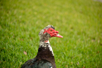 Large Muscovy drake up close