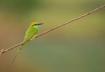 Little green bee eater 