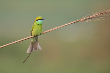 Little green bee eater 