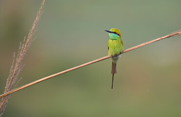 Little green bee eater 
