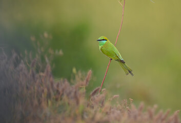 Little green bee eater 