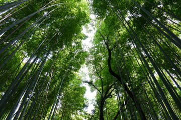Fototapeta premium 竹林の小径