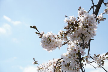 桜と空