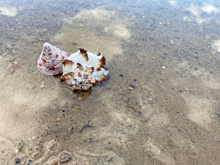Obraz na płótnie Canvas Closeup sand with sea shells. Conch shells at the beach, selective focus. Coast background