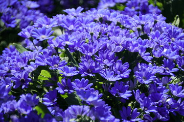 Bright blue color of Hybrid Cineraria flowers , also known as Pericallis Hybrida