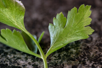 parsley, nacka, sverige, sweden, stockholm