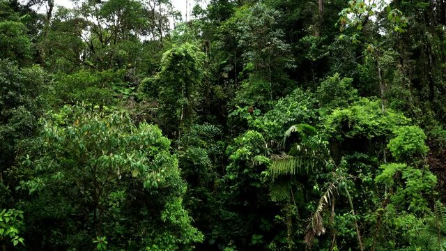 Flying over the tree crowns of many young trees in a secondary tropical forest