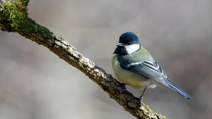 bird, natur, wild lebende tiere, ast, tier, blau, meise, kohlmeise,