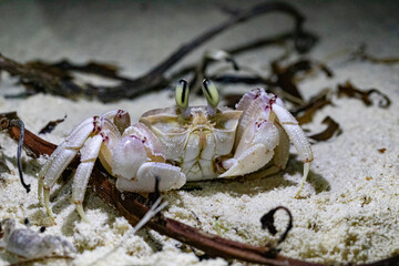 A crab photographed on a sandy beach at night.