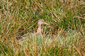 a brown female mallard is sitting in the tall grass of a biotope Anas platyrhynchos