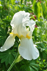 Irises blossom in the spring