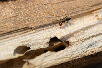 ants on wood