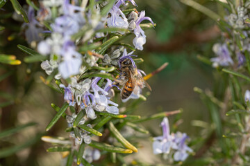 Bee on a rosemary flower
