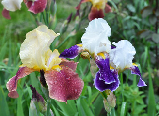 Irises blossom in the spring