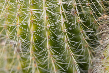 close up of cactus, cactus thorns, cactus surface texture