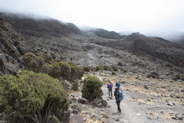 Hiking the Lemosho route on the way to the summit of Mount Kilimanjaro.