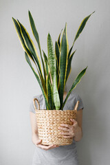 Sansevieria in a basket in the hands of a Caucasian woman against a gray wall, plant care and home flowers, florist in a flower shop flower business