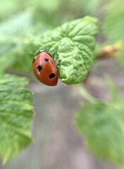 A ladybug travels through a currant bush. Red on green