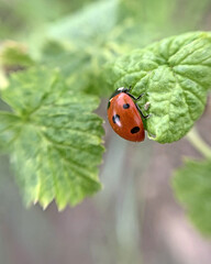 A ladybug travels through a currant bush. Red on green