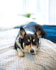 Cute black headed tri color Pembroke Welsh Corgi laying on the bed in a bright room. 
