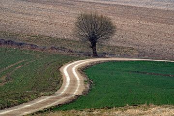 Samotna wierzba © piotrwolak