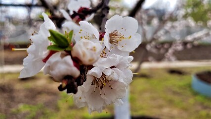flowering apricot 