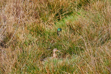 a pair of mallards is sitting in the tall grass of a biotope Anas platyrhynchos