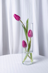 pink tulips flower in a vase on white background