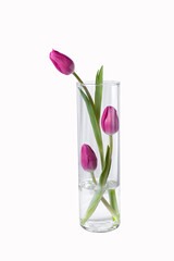 isolated pink tulips flower in a vase on white background