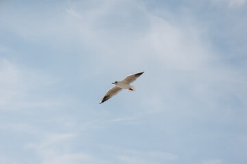 Obraz premium A beautiful white lone seagull flies against the blue sky, soaring above the clouds on a sunny day. Photo of a bird.