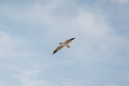 A beautiful white lone seagull flies against the blue sky, soaring above the clouds on a sunny day. Photo of a bird.