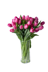 isolated pink tulips flower in a vase
