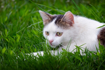 A white spotted cat lies in the garden among the tall grass