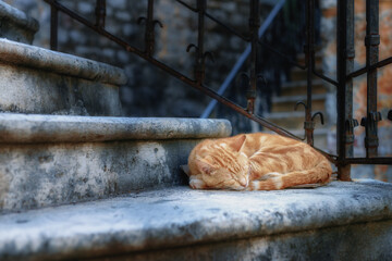 Sleeping ginger cat. Summer evening.