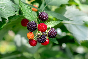 Cumberland raspberry berries in the garden during ripening