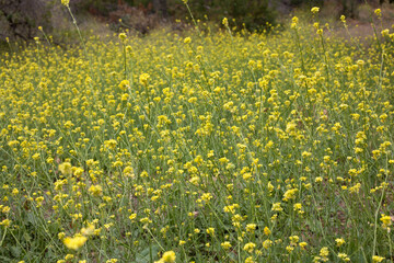 field of dandelions
