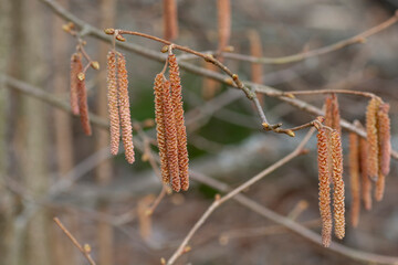 Blooming catkins of the Common Hazel (Corylus avellana) in the springtime. Male flowers of the hazel tree. Close up. Detail. macro. Selective focus.