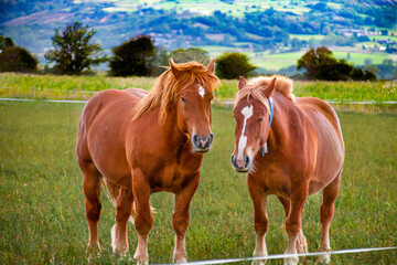 Obraz na płótnie Canvas caballos marrones pastando en prado verde