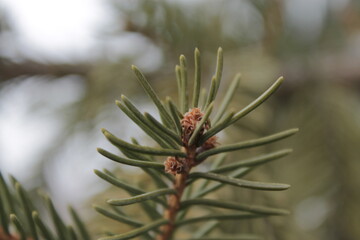 close up of pine needles