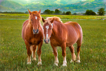 Fototapeta na wymiar caballos marrones pastando en prado verde